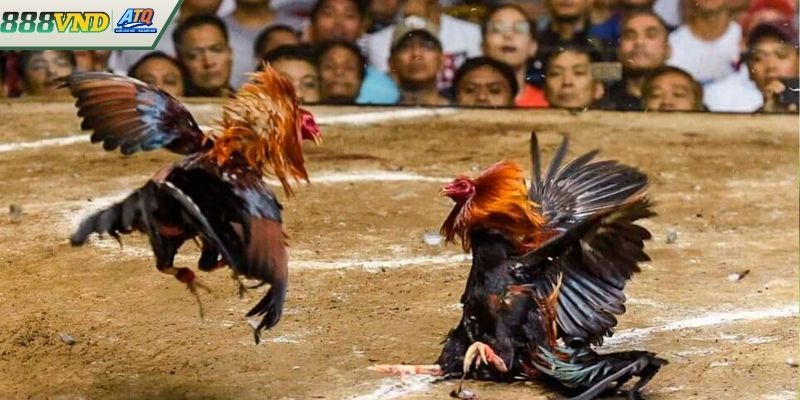 Đá Gà Philippines Là Gì? Cách Tham Gia Và Theo Dõi Miễn Phí